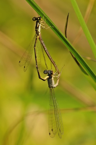 Pair in copula
2011_07_03_Murray